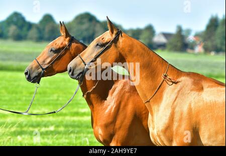 Zwei Achaltekkiner Teke Pferde Seite an Seite im Sommer. Tier portrait. Stockfoto