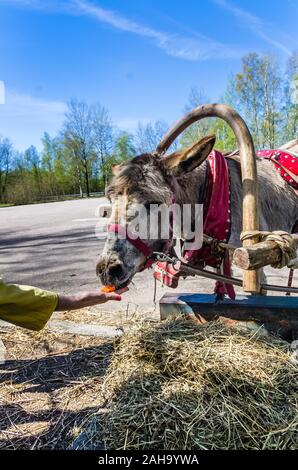 Genutzt Esel frisst Heu am Frühling Tag Stockfoto