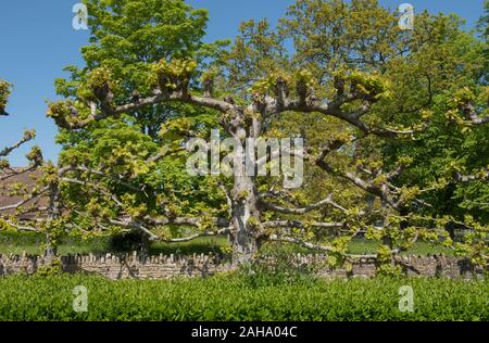 Pollarded Linde (Tilia x europaea) in einem Land Cottage Garden in ländlichen Somerset, England, Großbritannien Stockfoto