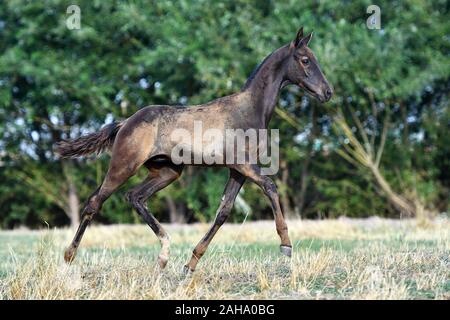 Schwarz Achaltekkiner Teke Fohlen, die im Sommer Feld. In Bewegung, Seitenansicht. Stockfoto