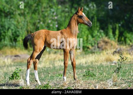 Bucht Achaltekkiner Teke Fohlen stehen im Feld allein. Von der Seite. Stockfoto