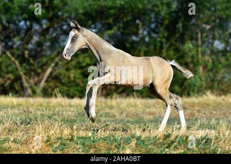 Palomino Achaltekkiner Teke Fohlen vorwärts springen im Sommer. Glücklich und frei. Stockfoto