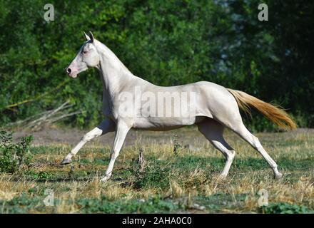 Perlino Achaltekkiner Teke Hengst im Galopp im Feld. Seitenansicht, in Bewegung Stockfoto