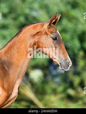 Bucht Achaltekkiner Teke Fohlen stehen in der Sonneneinstrahlung im Sommer auf der Weide. Tier Portrait, Seitenansicht. Stockfoto