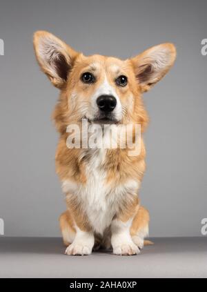 Pembroke Welsh Corgi Welpe mit 7 Monaten, weiblich, UK. Stockfoto