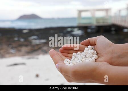 Weiße Koralle Schrotte, die wie Popcorn schauen hält durch Hände in Playa de Majanicho, Fuerteventura, Spanien Stockfoto