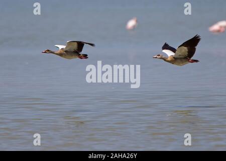 Nilgänse (Alopochen aegyptiacus) zwei im Flug über Lake Elementaita, Rift Valley Kenia. Stockfoto