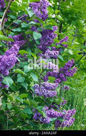 Blühende flieder Baum im Garten auf der Rückseite Stockfoto, Bild