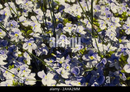 Veronica filiformis Schlanke speedwell Weiß Blau kleine Blumen Hintergrund Stockfoto