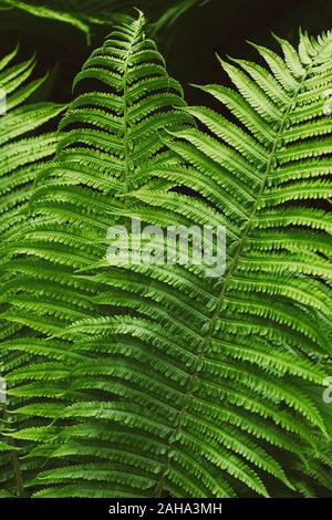Grüner Sommer farn Dickicht im Dschungel Wald Hintergrund Stockfoto