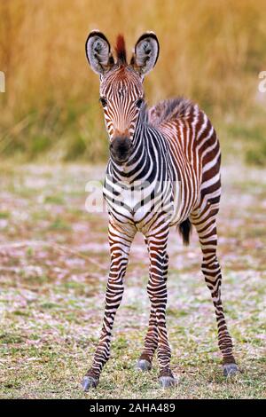 Junge Plains Zebra, South Luangwa National Park, Sambia, (Equus quagga) Stockfoto