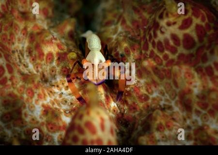 Kaiser Garnelen (Zenopontonia Rex) auf einer Seegurke. Unterwasser Makrofotografie von Anilao, Philippinen Stockfoto