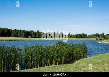 Grüne Bäume in der Nähe der Herde von weiße Schwäne schwimmen im See Stockfoto