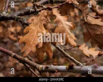 Nahaufnahme des golden braun Eiche Blätter an einem Baum im Winter, die die Venen und Textur Stockfoto