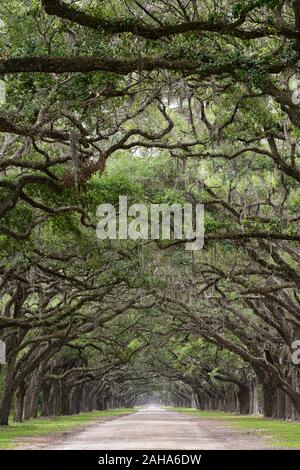 Double Line von Steineichen, Quercus virginiana, spanisches Moos, Tilandsia useneoides, Moos-hung Eichen, Eichen gesäumten Straße, historischen Wormsloe Plantation, Savannah Stockfoto