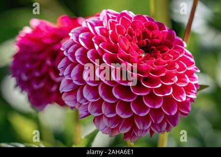 Detaillierte Nahaufnahme von einem schönen Purple' wenig Willem 'pompon Dahlien Blumen blühen in den hellen Sonnenschein Stockfoto