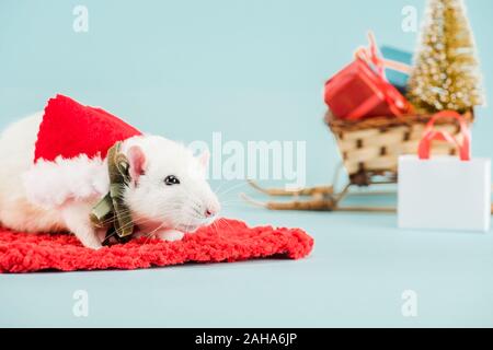 Selektiver Fokus der Ratte im Kostüm auf dem roten Teppich im Neuen Jahr Stockfoto