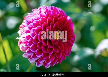 Detaillierte Nahaufnahme von einem schönen Purple' wenig Willem 'pompon Dahlien Blumen blühen in den hellen Sonnenschein Stockfoto