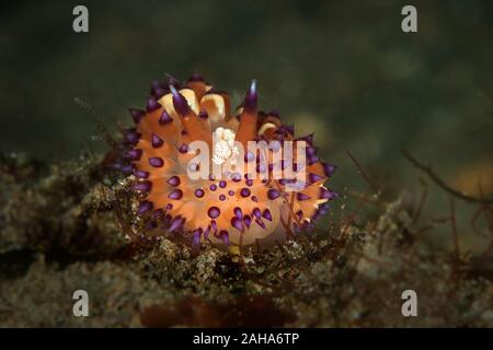 Nacktschnecke White-Spotted Janolus. Unterwasser Makrofotografie von Anilao, Philippinen Stockfoto