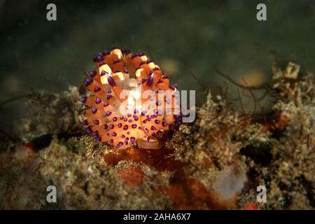 Nacktschnecke White-Spotted Janolus. Unterwasser Makrofotografie von Anilao, Philippinen Stockfoto