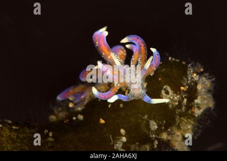 Nacktschnecke Phyllodesmium poindimiei. Unterwasser Makrofotografie von Anilao, Philippinen Stockfoto