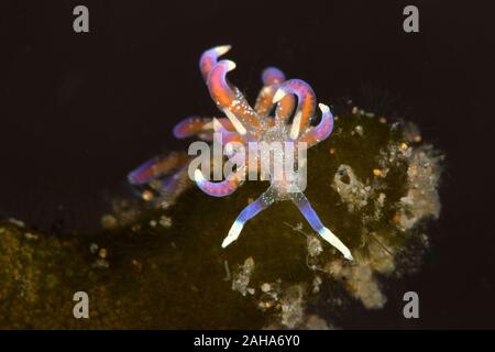 Nacktschnecke Phyllodesmium poindimiei. Unterwasser Makrofotografie von Anilao, Philippinen Stockfoto