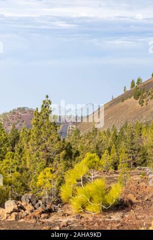 Pinus canariensis, Kanarische Kiefern in die vulkanische Landschaft in Samara in der Las Canadas del Teide National Park, Teneriffa, Kanarische Inseln, Spanien Stockfoto