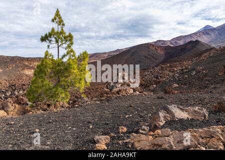 Pinus canariensis, Kanarische Kiefern in die vulkanische Landschaft in Samara in der Las Canadas del Teide National Park, Teneriffa, Kanarische Inseln, Spanien Stockfoto