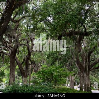 Steineichen, Quercus virginiana, spanisches Moos, Tilandsia useneoides, Moos-hung Eichen, Savannah, Georgia, USA, RM USA Stockfoto