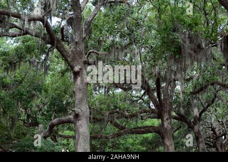 Steineichen, Quercus virginiana, spanisches Moos, Tilandsia useneoides, Moos-hung Eichen, Savannah, Georgia, RM USA Stockfoto