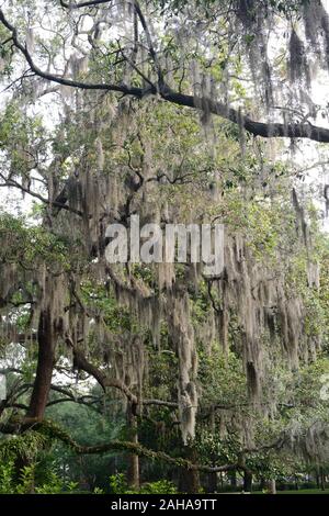 Steineichen, Quercus virginiana, spanisches Moos, Tilandsia useneoides, Moos-hung Eichen, Savannah, Georgia, USA, RM USA Stockfoto