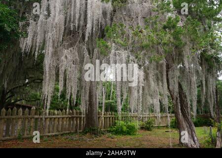 Steineichen, Quercus virginiana, spanisches Moos, Tilandsia useneoides, Moos-hung Eichen, Savannah, Georgia, USA, RM USA Stockfoto