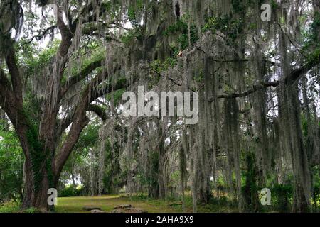 Steineichen, Quercus virginiana, spanisches Moos, Tilandsia useneoides, Moos-hung Eichen, Savannah, Georgia, USA, RM USA Stockfoto