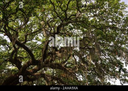 Steineichen, Quercus virginiana, spanisches Moos, Tilandsia useneoides, Moos-hung Eichen, Savannah, Georgia, USA, RM USA Stockfoto