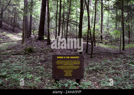 Wo ist die Tier- und Pflanzenwelt, natürliche Brücke State Resort Park, Kentucky, verborgene Tierwelt, kann nicht sehen den Wald vor lauter Bäumen, Bildung, eductaional, RM USA Stockfoto