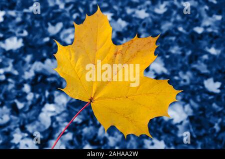 In der Nähe von grossen gelben maple leaf auf unscharfen Hintergrund Tönen in trendigen Classic Blau - die Farbe des Jahres Konzept 2020. Herbst Szene mit einem einzigen Blatt Stockfoto