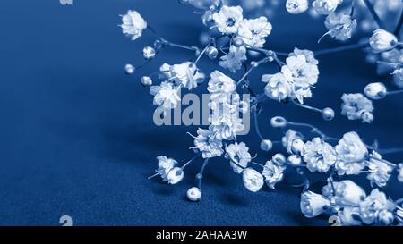 Kleine weiße Blumen Gypsophila in trendigen Classic blau getönt - Farbe des Jahres Konzept 2020. Vorlage für die Grußkarte. Festliche floral background wi Stockfoto