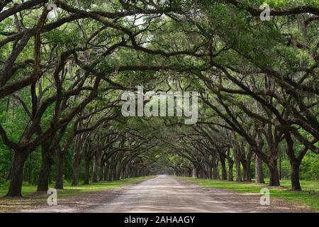 Double Line von Steineichen, Quercus virginiana, spanisches Moos, Tilandsia useneoides, Moos-hung Eichen, Eichen gesäumten Straße, historischen Wormsloe Plantation, Savannah Stockfoto