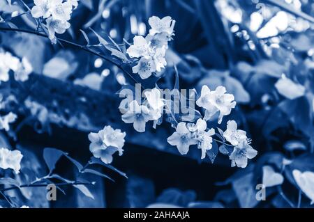 Zweig mit Jasmin Blüten und Blätter getönten in trendigen Classic Blau - die Farbe des Jahres Konzept 2020. Aromatische jasmin Blumen in voller Blüte. Natur Blumen Stockfoto