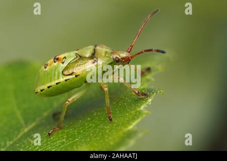 Birke Shieldbug Nymphe (Elasmostethus interstinctus) in Ruhe auf Birke Blatt. Tipperary, Irland Stockfoto