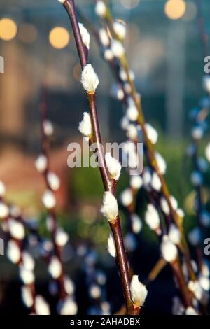 Weidenzweige mit flauschigen Knospen Stockfoto