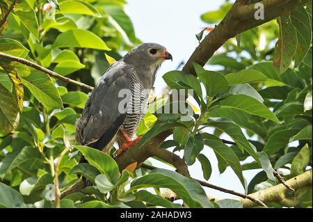 Lizard Bussard (Kaupifalco monogrammicus monogrammicus) Erwachsene in einem Baum Lake-Mburo-Nationalpark, Uganda November gehockt Stockfoto