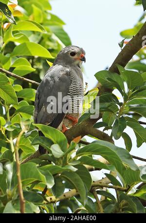 Lizard Bussard (Kaupifalco monogrammicus monogrammicus) Erwachsene in einem Baum Lake-Mburo-Nationalpark, Uganda November gehockt Stockfoto