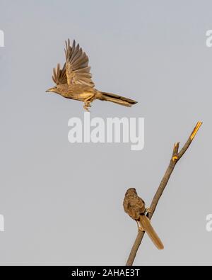 Detailansicht Der schwarze Schwan Kopf, Al qudra, See, Dubai Stockfoto