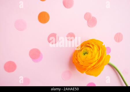 Schöne frische gelbe Farbe RANUNCULUS auf Pastell rosa Hintergrund mit Konfetti. Stockfoto