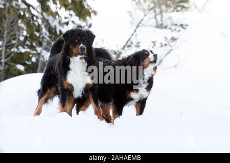 08.02.2018, Armentarola, Südtirol, Italien - Berner Sennhunde. 00 S 180208 D 211 CAROEX.JPG [MODEL RELEASE: NEIN PROPERTY RELEASE: NEIN (c) Caro images/Sorg Stockfoto