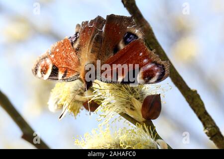 08.04.2018, Briescht, Brandenburg, Deutschland - Tagpfauenauge ist das Sammeln von Nektar von einer blühenden Willow catkin der gelblich. 00 S 180408 D 200 CAROEX. J Stockfoto