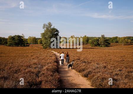 14.10.2019, Haltern am See, Nordrhein-Westfalen, Deutschland - Westruper Heide, ein junges Paar mit Hunden Spaziergänge Hand in Hand auf einem Pfad durch die Heide Stockfoto