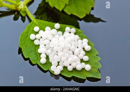 Globuli zur Wärmebehandlung von diesem in der sanften, alternativen Medizin. Tabletten und Medikamente. Stockfoto