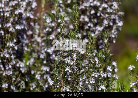 Rosmarin 'Sissinghurst Blue' Salvia rosmarinus Stockfoto